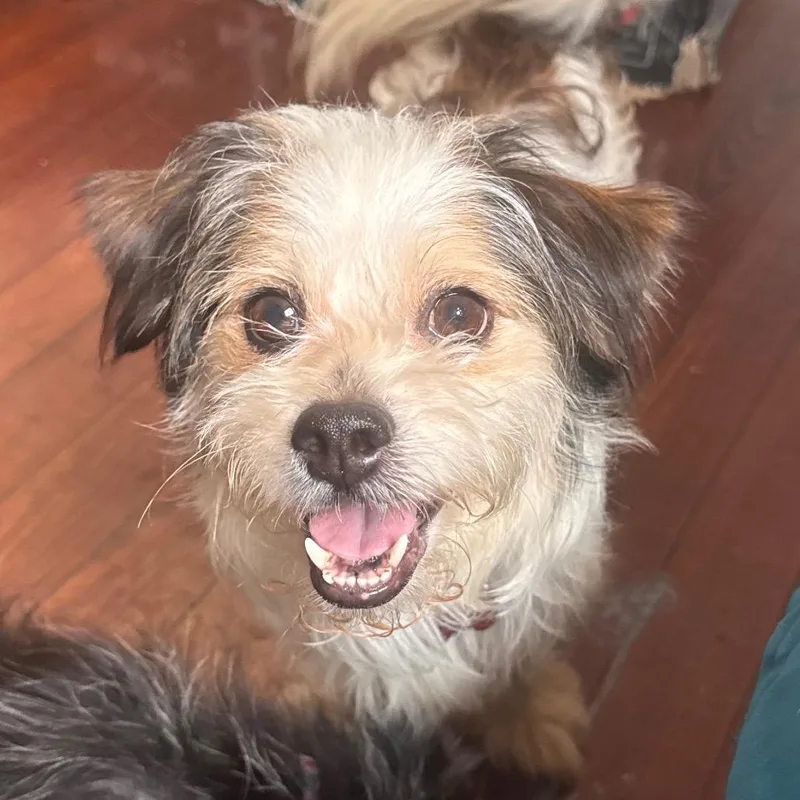 Banjo