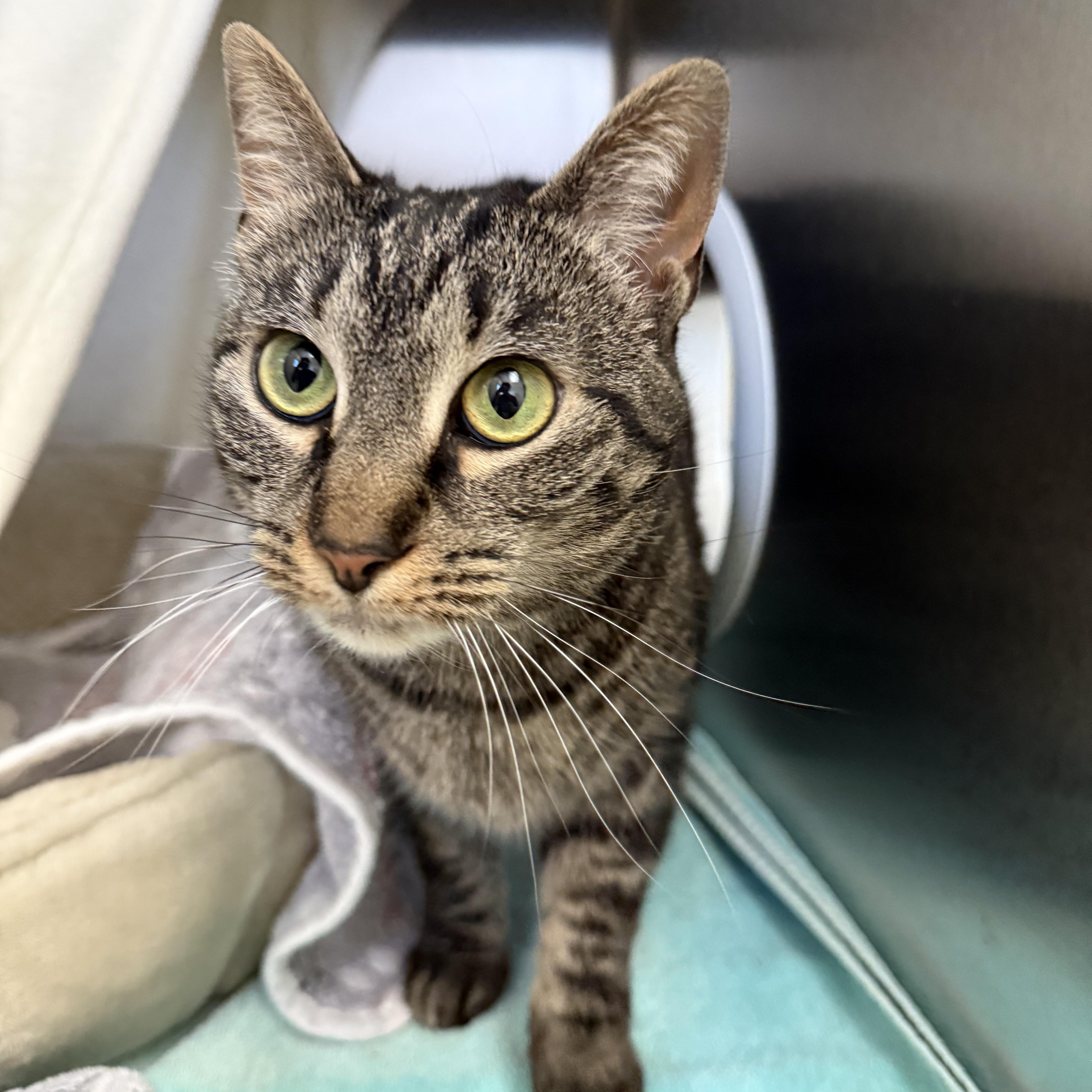 An adult medium-sized female Domestic Short Hair cat named Kinder for adoption in Brownsville, VT