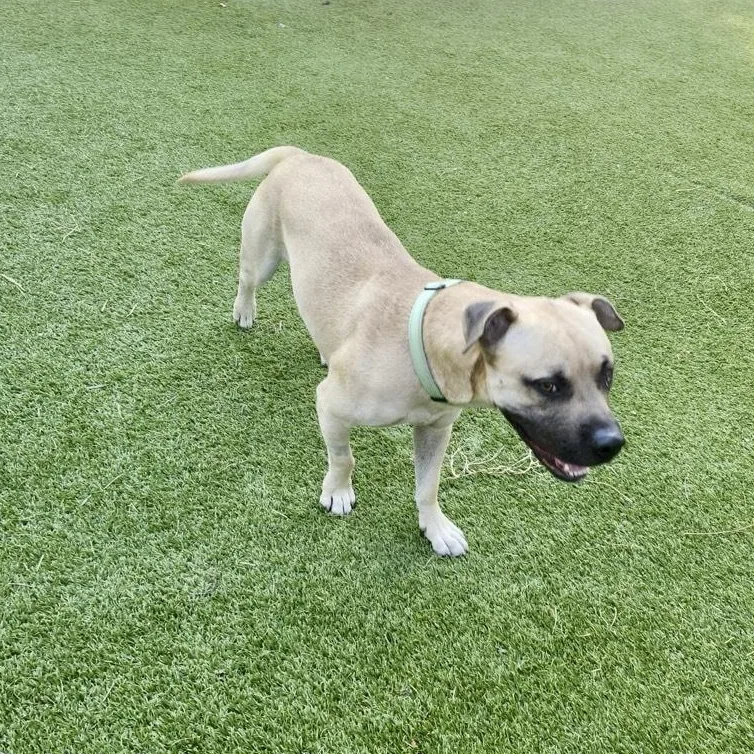 An adult medium-sized male Yellow / Tan / Blond / Fawn Black Mouth Cur dog named Sultan for adoption in Houston, TX