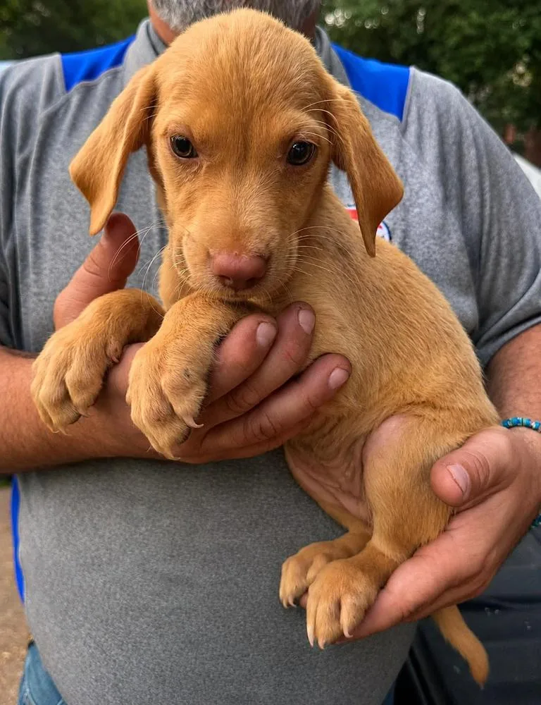 A baby medium-sized female Mixed Breed dog named Pluta for adoption in Groveland, MA