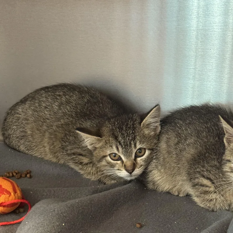 A baby medium-sized female Tabby (Brown / Chocolate) Domestic Short Hair cat named Watermelon for adoption in Liberty, MO
