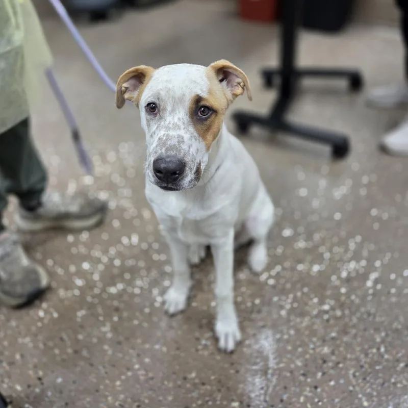A young medium-sized male Cattle Dog dog named Franky for adoption in Incline Village, NV