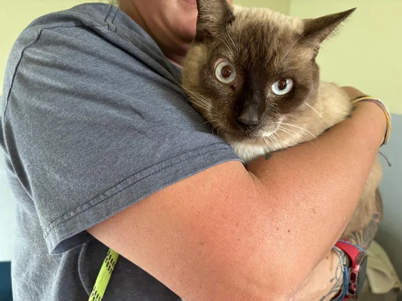 An adult medium-sized male Siamese cat named Sammy for adoption in Stagecoach, NV