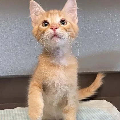 A baby medium-sized male Orange / Red Domestic Medium Hair cat named Henry for adoption in Tinley Park, IL