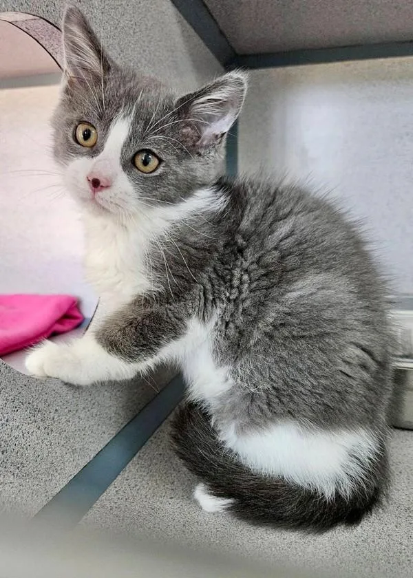 A baby small-sized male Domestic Short Hair cat named Stallone for adoption in Skillman, NJ