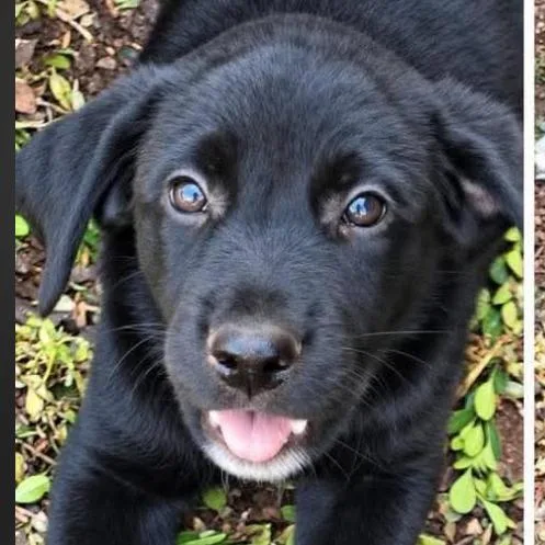 A baby small-sized male Mixed Breed dog named Nash for adoption in Rockville, MD