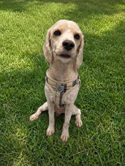 An adult small-sized male White / Cream Poodle (Toy) dog named Messi for adoption in Tinley Park, IL