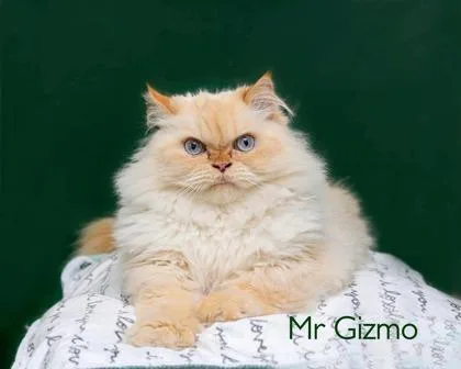 Mr. Gizmo