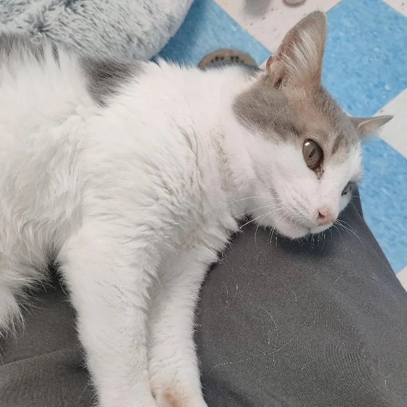 Fork  Let This thumbnail 2