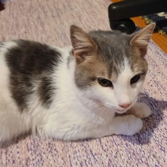 Fork  Let This thumbnail 3