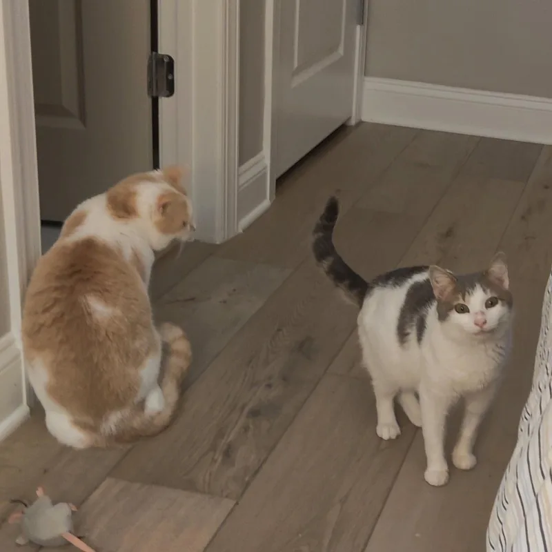 Fork  Let This thumbnail 4