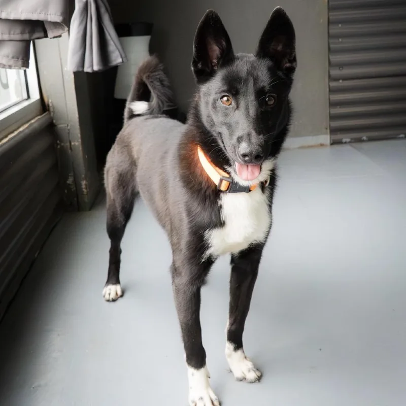 A young medium-sized female Black Border Collie dog named Lily for adoption in Tacoma, WA