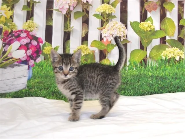 A baby small-sized male Domestic Short Hair cat named Willie for adoption in Oroville, CA