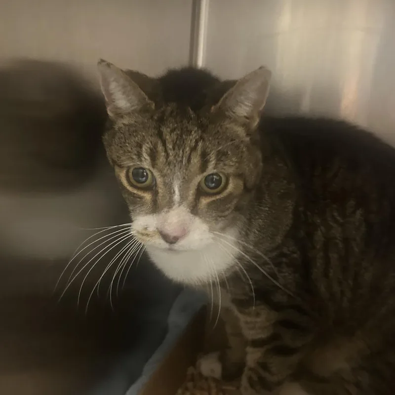 A senior large-sized male Brown / Chocolate Domestic Short Hair cat named Jennipurr for adoption in Philadelphia, PA
