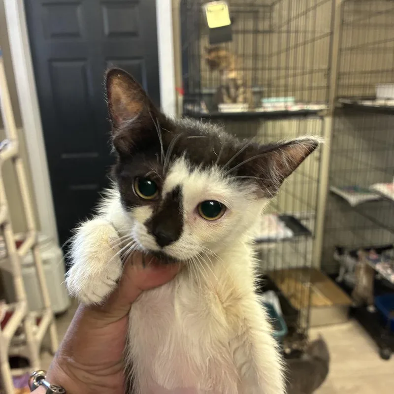 A baby small-sized female White Domestic Short Hair cat named Skye for adoption in Pennsville, NJ
