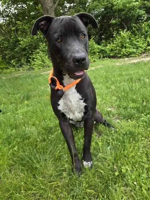 A young large-sized male Great Dane dog named Curio for adoption in Olivette, MO