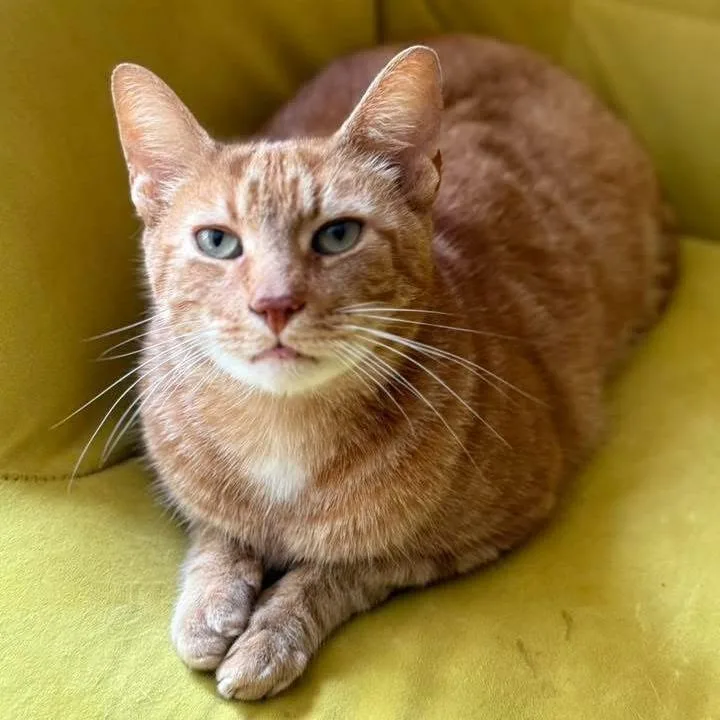 Goldfish thumbnail 2