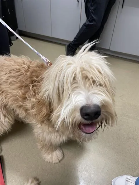 A young medium-sized female Golden Retriever dog named Honey for adoption in Easton, MD