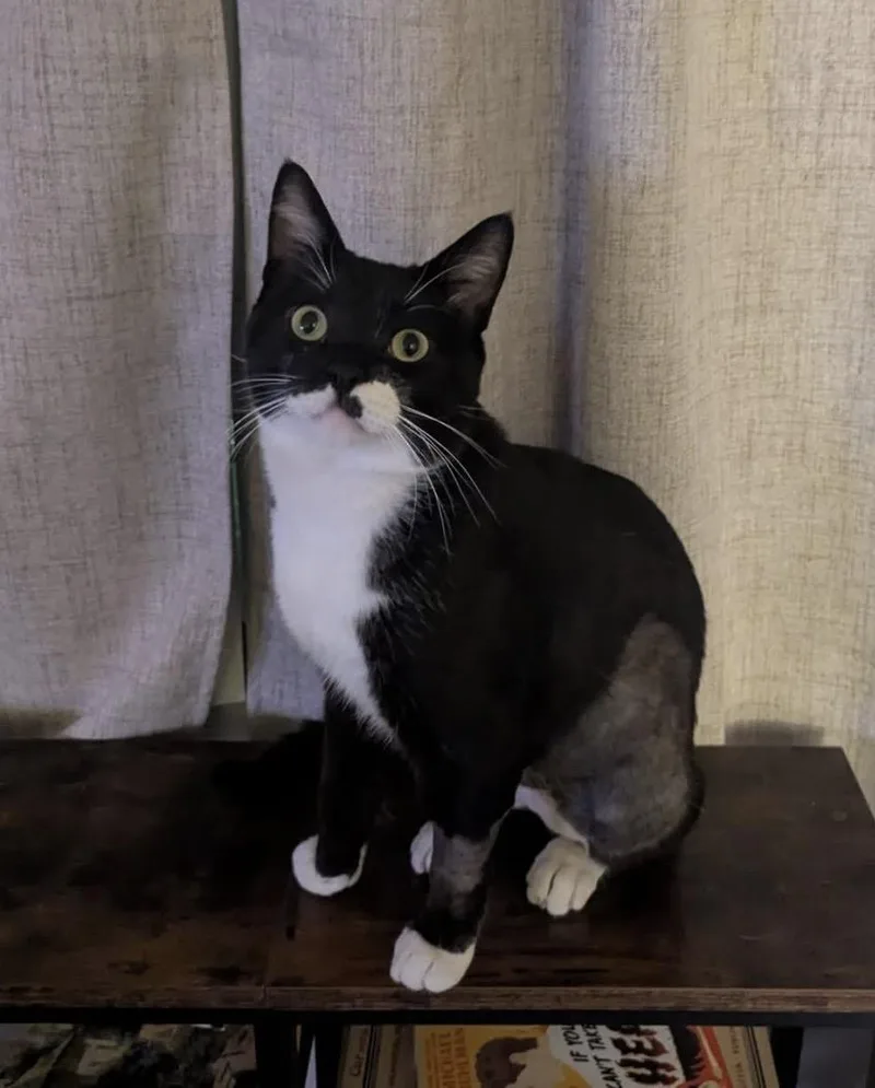 An adult large-sized male Tabby (Orange / Red) Domestic Short Hair cat named Sushi and Shinshi for adoption in Murrieta, CA