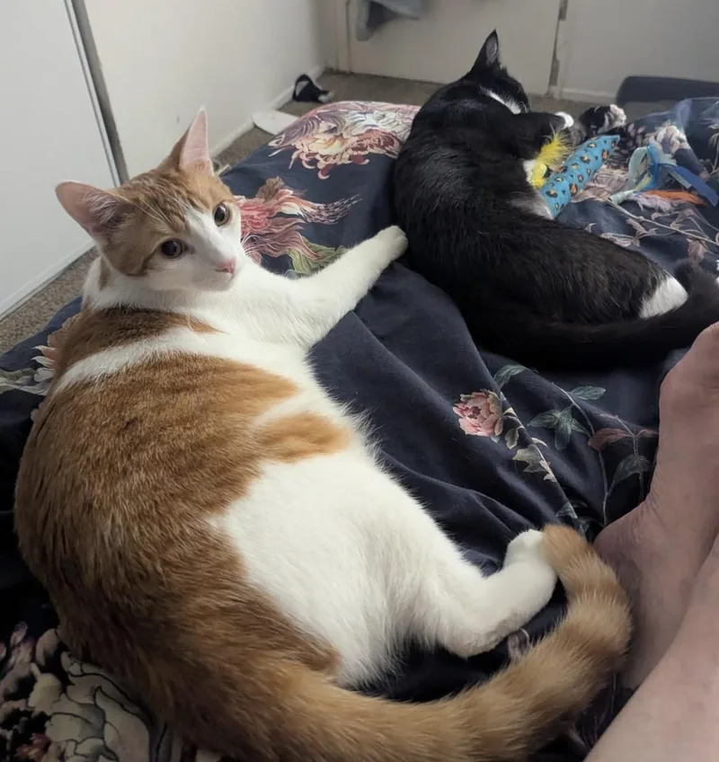 Sushi and Shinshi thumbnail 2