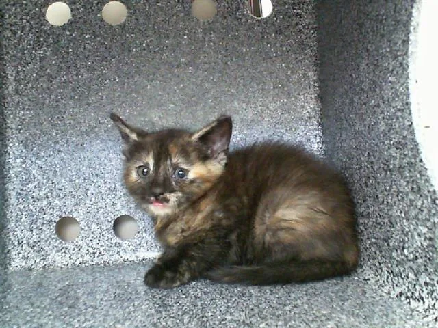 A young medium-sized female Domestic Short Hair cat named Lorna for adoption in Dallas, TX