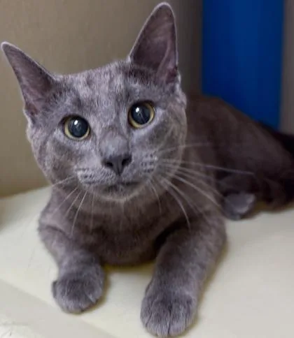 An adult medium-sized male Domestic Short Hair cat named Kit for adoption in Baraboo, WI