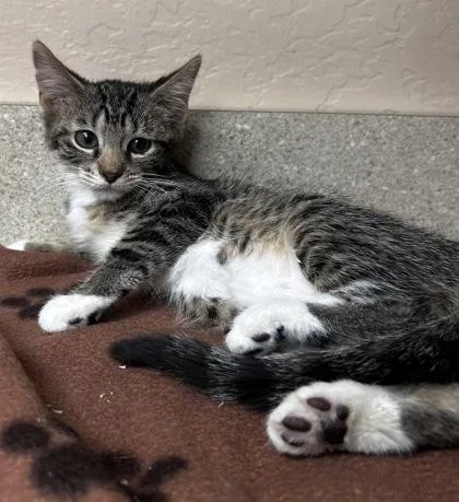 A young small-sized female Domestic Short Hair cat named Jill for adoption in Phoenix, AZ