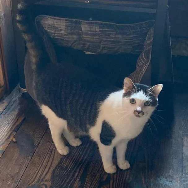 A young small-sized male Gray / Blue / Silver Manx cat named Smokey and Hershey for adoption in Skaneateles, NY