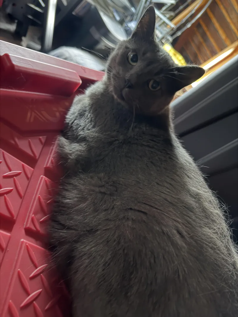 Smokey and Hershey thumbnail 2