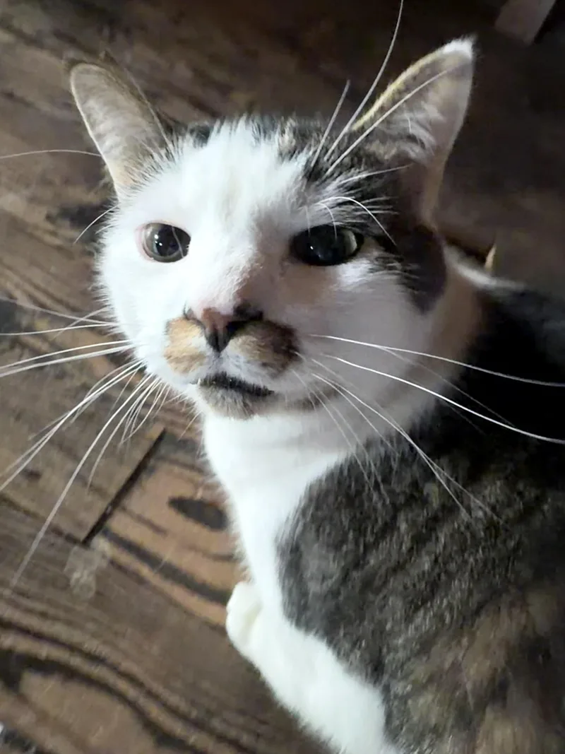 Smokey and Hershey thumbnail 3