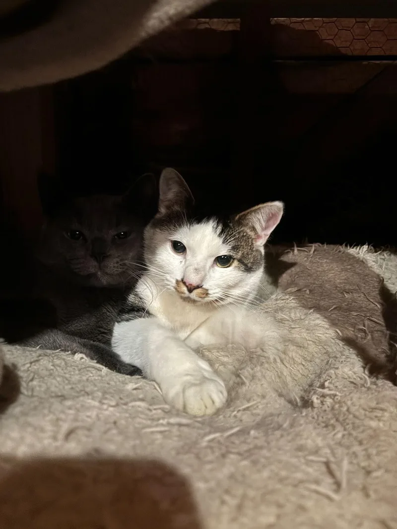 Smokey and Hershey thumbnail 5