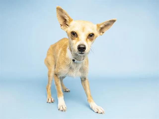 A young small-sized female Chihuahua dog named Tinkerbell for adoption in Phoenix, AZ