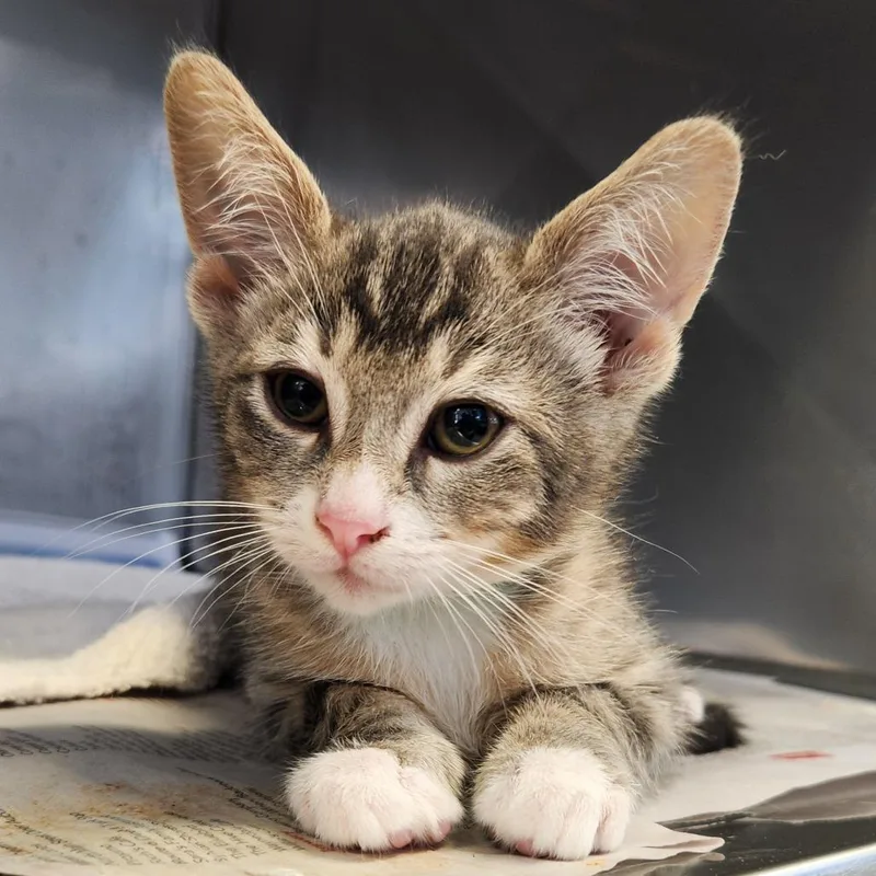 A baby small-sized male Gray / Blue / Silver Domestic Short Hair cat named Chocolate Chunks for adoption in Fort Wayne, IN