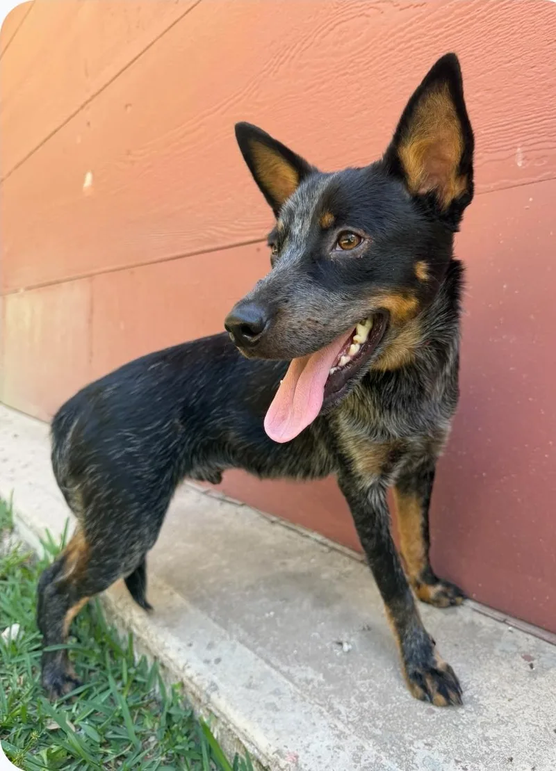 A young medium-sized male Australian Cattle Dog / Blue Heeler dog named Khromie for adoption in Bradenton, FL