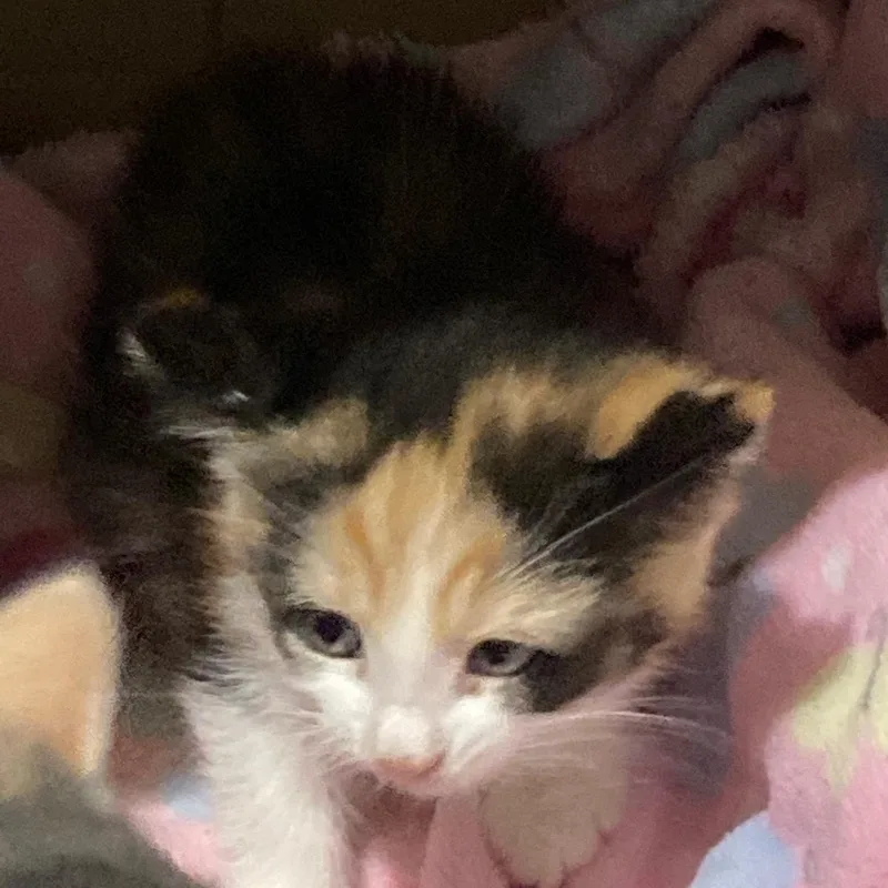 A baby medium-sized female Calico cat named The Spice Girls Litter for adoption in Watkinsville, GA