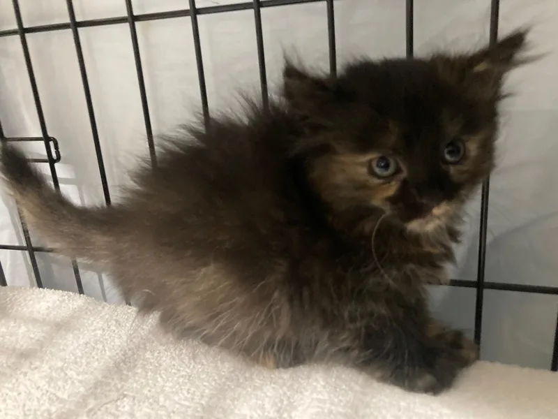 The Spice Girls Litter thumbnail 3