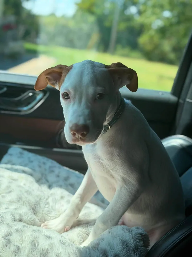 A baby medium-sized male White / Cream Mixed Breed dog named Chip for adoption in Goodlettsville, TN