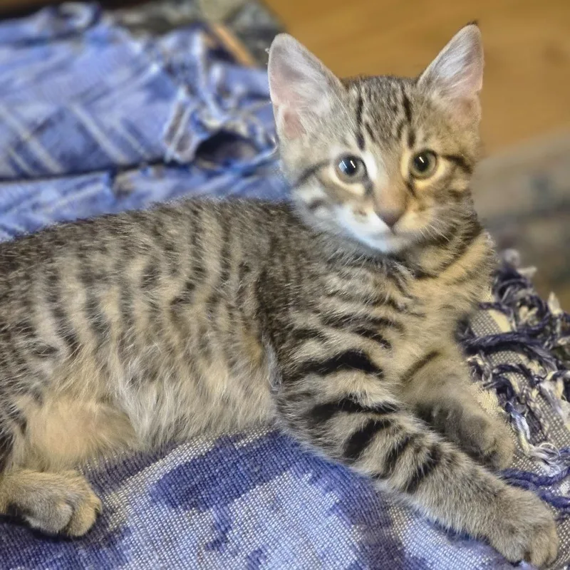 A baby small-sized male Domestic Short Hair cat named Grayson for adoption in Cumming, GA