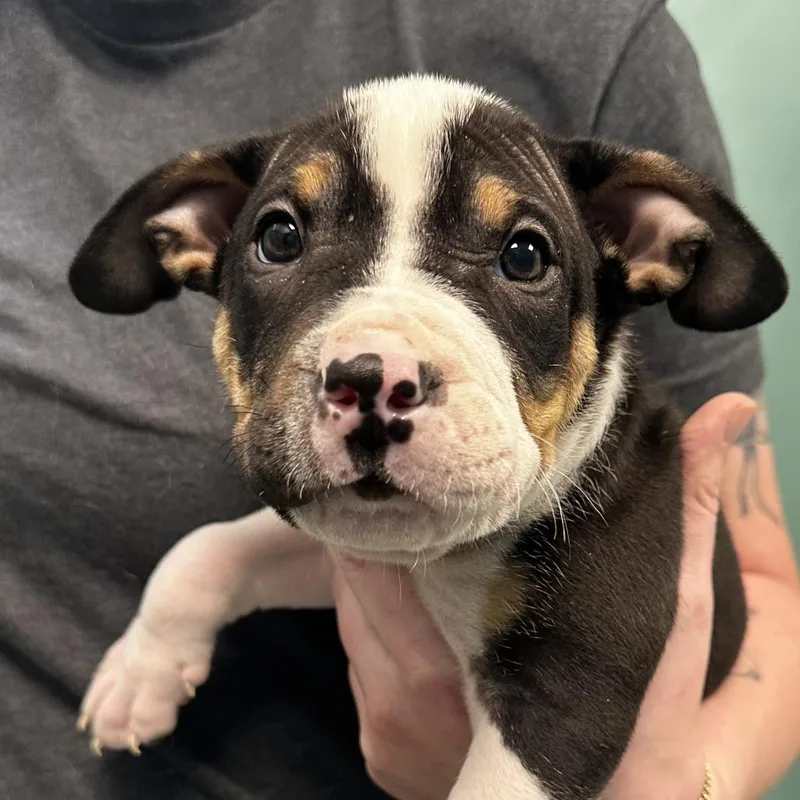 A baby medium-sized male Black Mixed Breed dog named Onyx for adoption in Washington Township, OH
