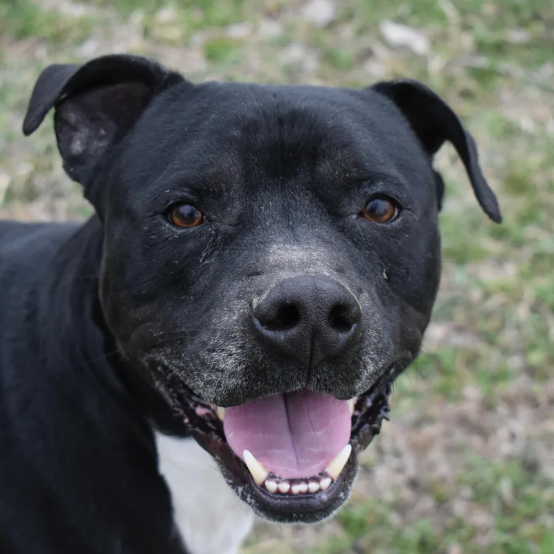 An adult medium-sized male Pit Bull Terrier dog named Nikko for adoption in Auburn, NE