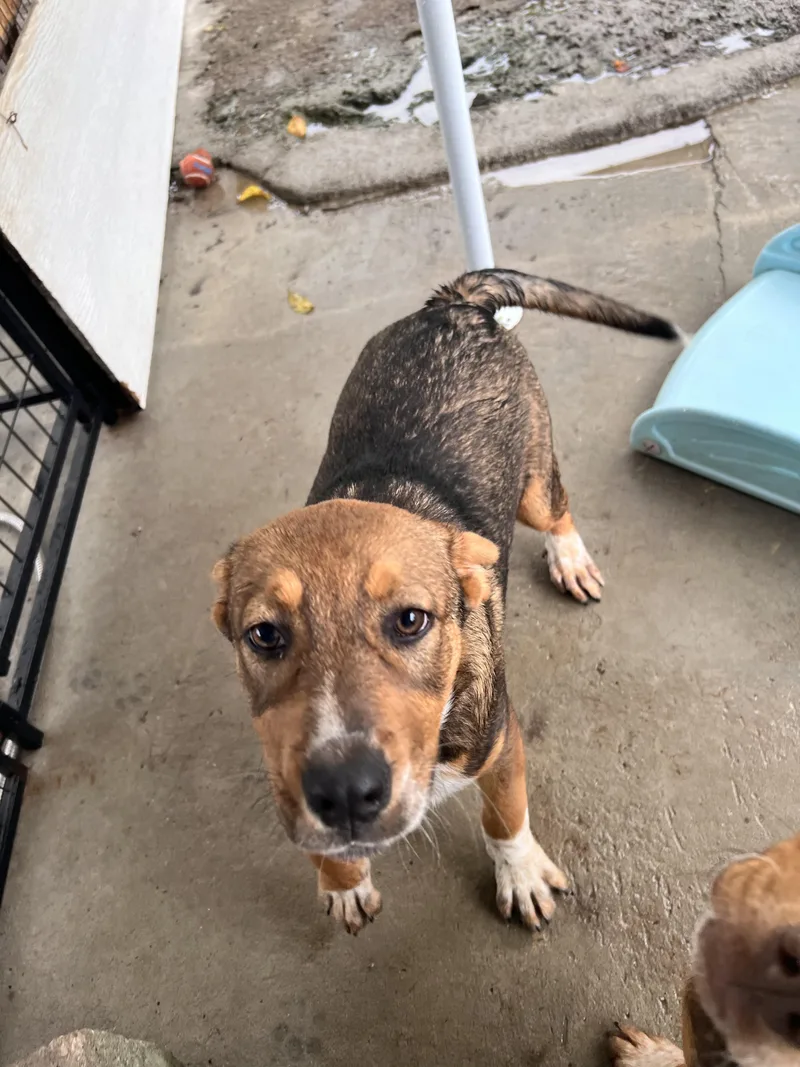 A baby large-sized female Mountain Cur dog named Rosanne for adoption in Tracy City , TN