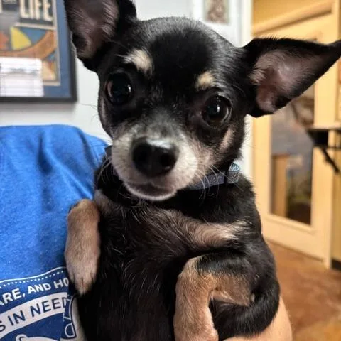 A senior small-sized female Chihuahua dog named Phoebe D for adoption in Lebanon, TN
