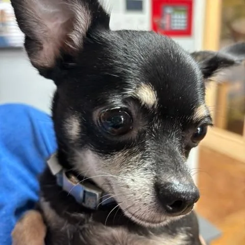 Phoebe D thumbnail 3