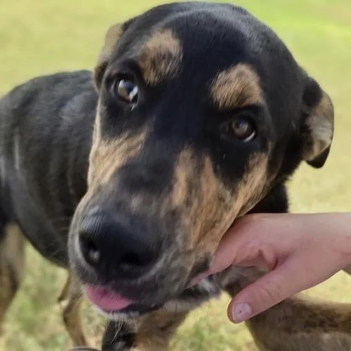 A young medium-sized male Black Mixed Breed dog named Tim for adoption in Midland, TX