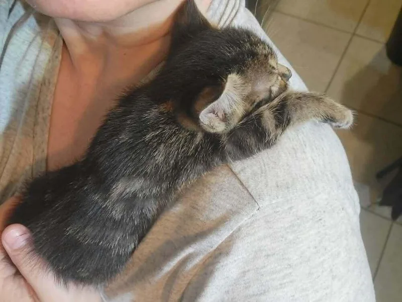 A baby small-sized male Gray / Blue / Silver Domestic Short Hair cat named Casanova for adoption in Emporia, KS