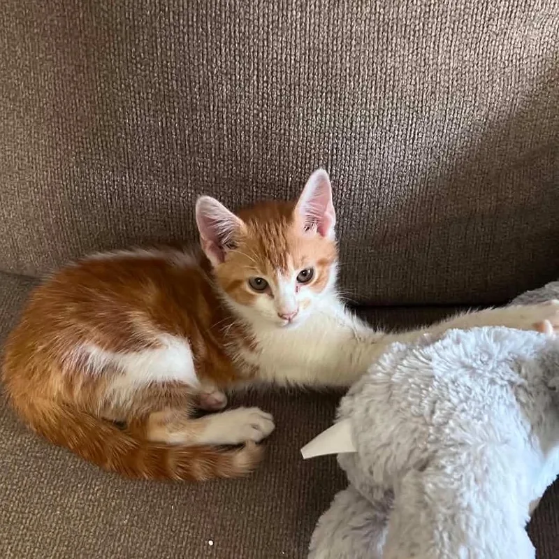 A baby small-sized male Orange / Red Domestic Short Hair cat named Chad for adoption in West Point, MS