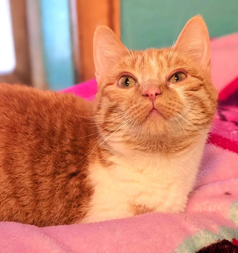 Princess Penelope thumbnail 2