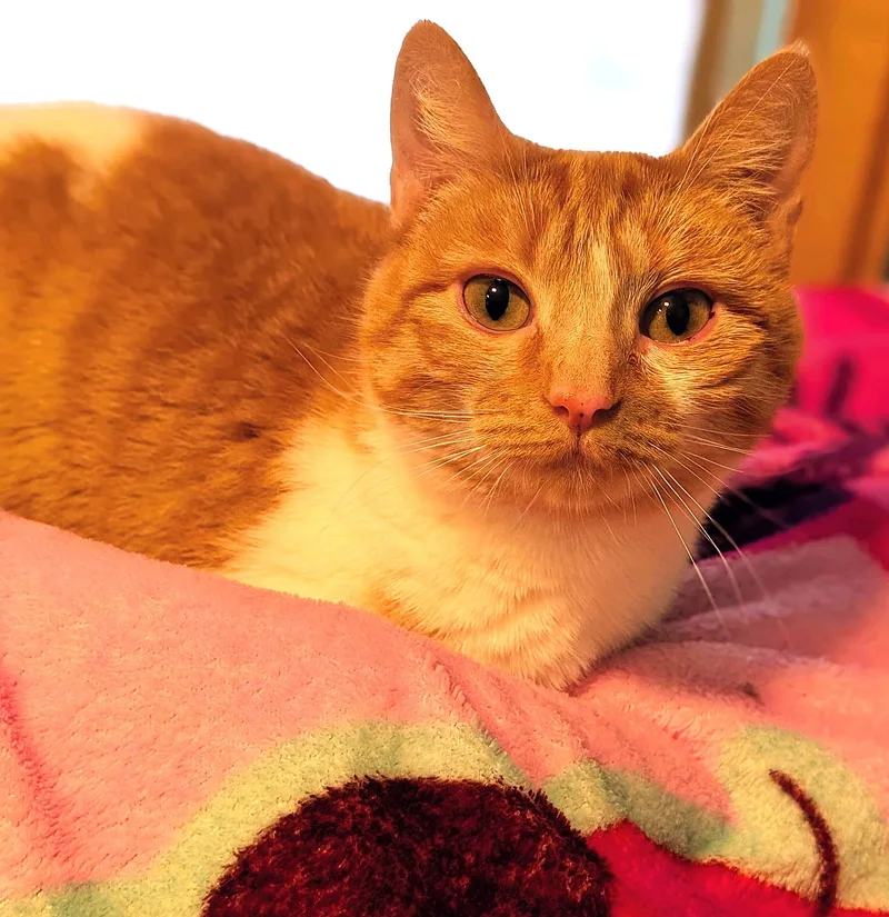 Princess Penelope thumbnail 3