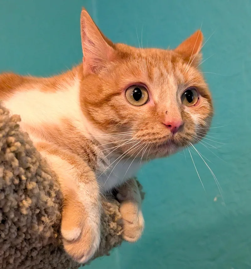 Princess Penelope thumbnail 4