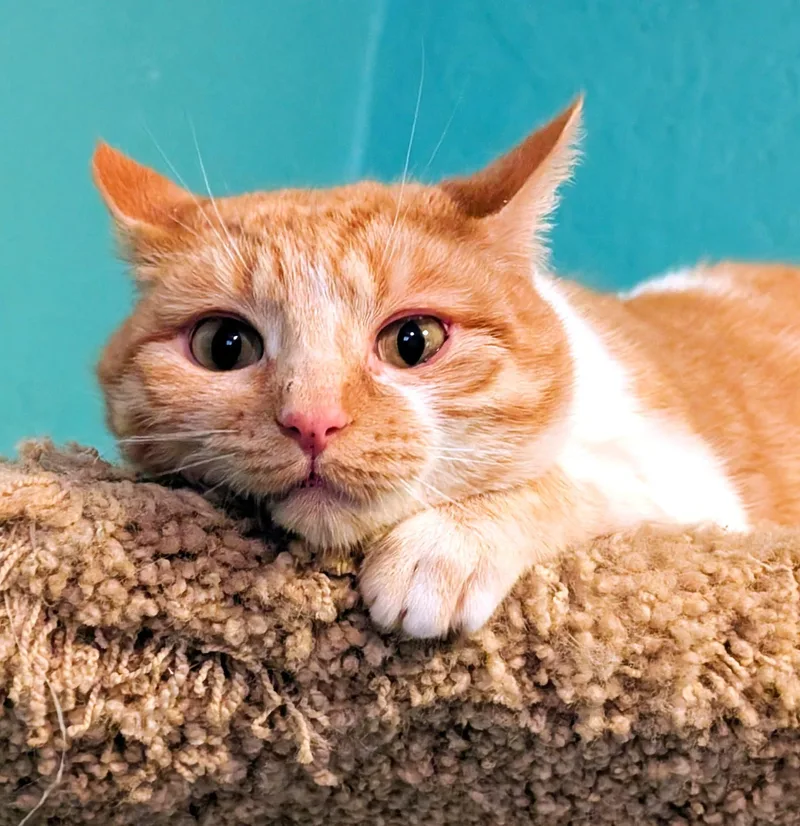 Princess Penelope thumbnail 5